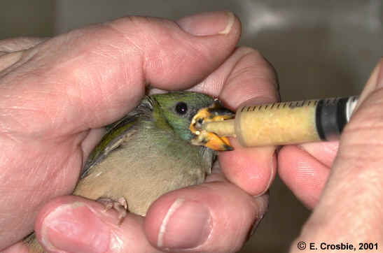 hand feeding in action